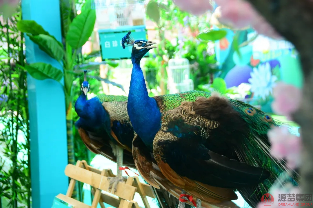 源梦·银溪谷小镇百鸟萌宠展，燃动利川，掀起销售热潮！(图4)