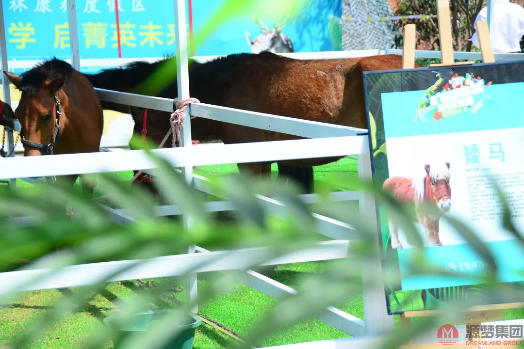 源梦·银溪谷小镇百鸟萌宠展，燃动利川，掀起销售热潮！(图5)